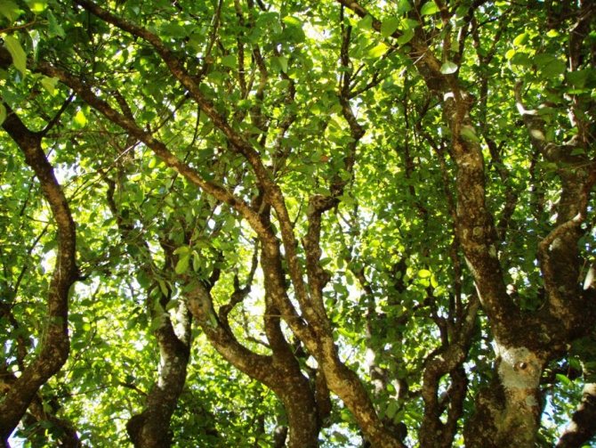 Примеры по уходу за чайным деревом дома: полив, удобрения, освещение и другие