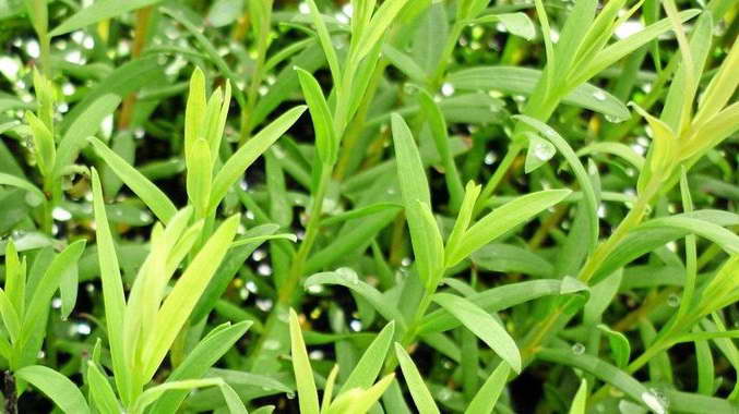Мелалеука из семян фото