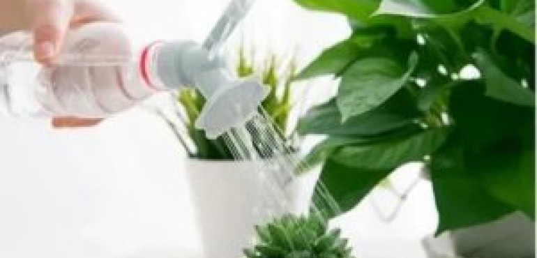 Можно ли поливать комнатные цветы минеральной водой - Агро Журнал "RU Поле"