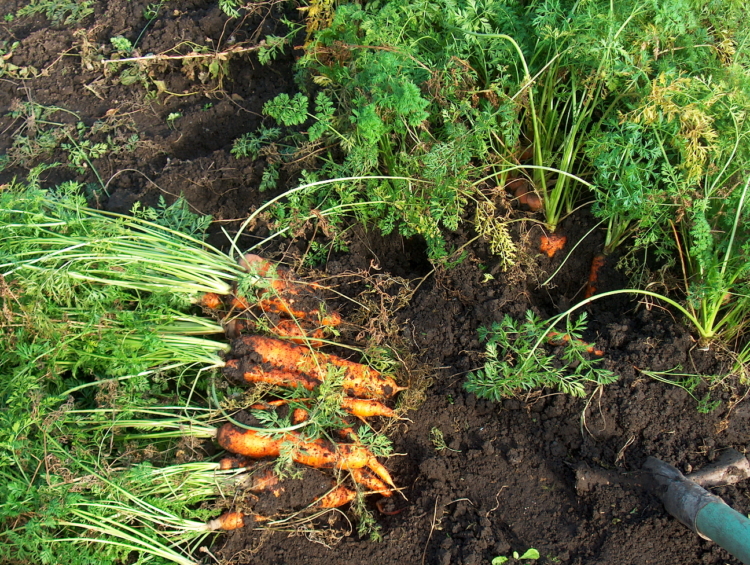 Что такое морковь? История, описание и характеристика этого растения, виды и интересные факты