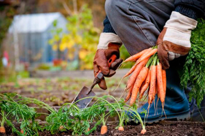 Морковь: это что за растение, однолетнее ли, какое у такого овоща соцветие, а также все о ней, история, род и семейство, описание видов, интересные сообщения