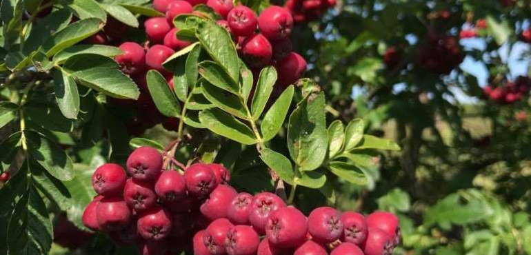 Рябина красная: фото, полезные свойства, выращивание в саду, посадка саженцев в открытый грунт, как вырастить в домашних условиях, на участке, как выглядят ягоды