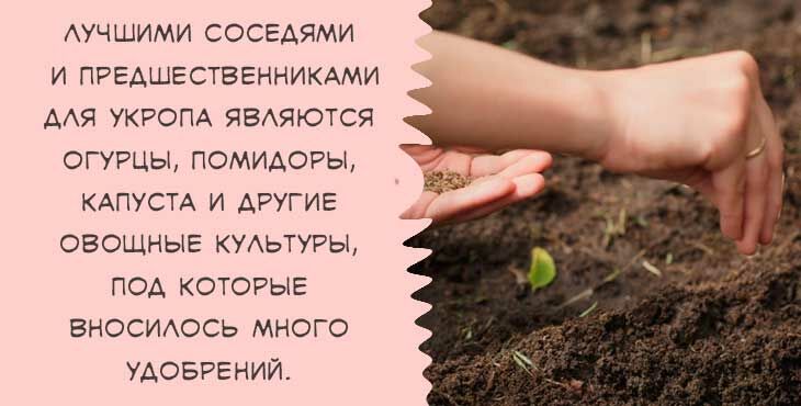 Укроп: посадка в открытый грунт и в теплицу, как сажать правильно, через сколько дней всходят посаженные семена
