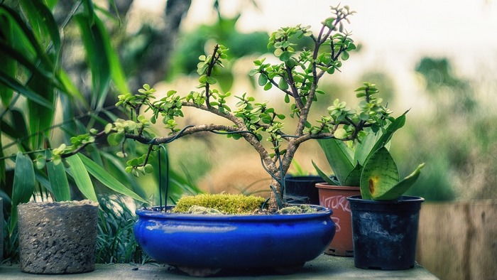 Искусство бонсай для начинающих — выбираем растение, полезные советы по уходу и выращиванию
