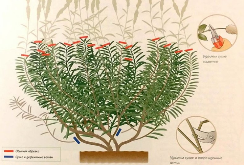 Рябинник рябинолистный в ландшафте дачного участка, особенности и разновидности растения, выращивание рябинника - 9 фото