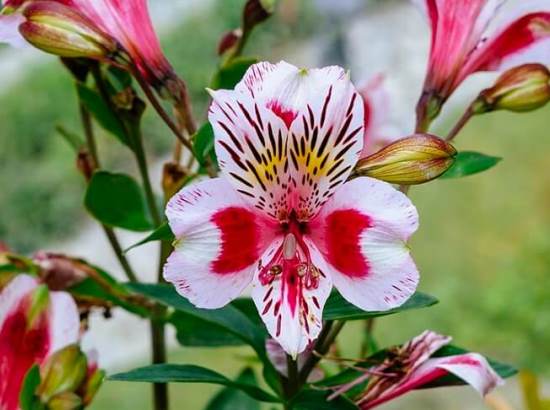 Alstroemeria_or_Peruvian_lily_or_lily_of_the_Incas.jpg
