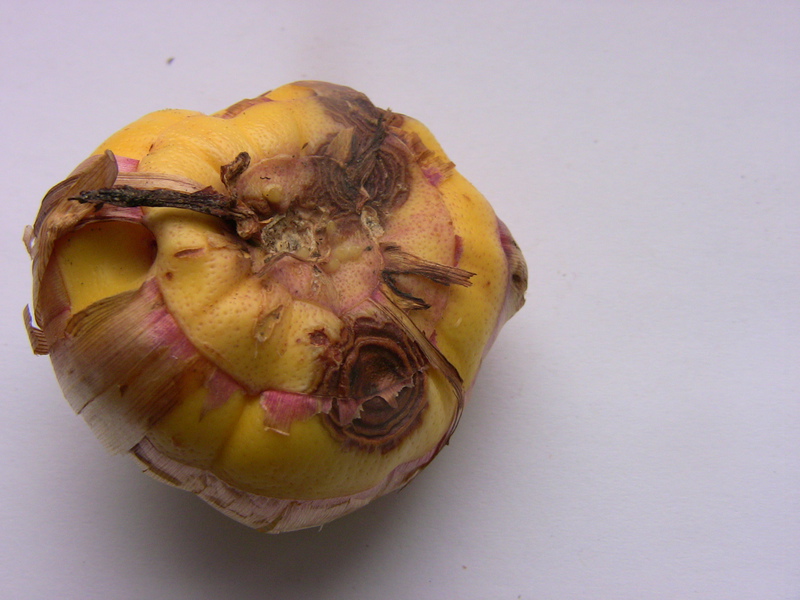 Гладиолусы болезни луковицы