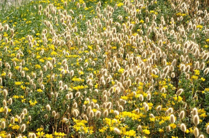 Зайцехвост выращивание из семян Посадка и уход Фото в ландшафтном дизайне