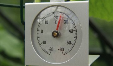 Температура воздуха для домашней пальмы, kentblaxill.co.uk
