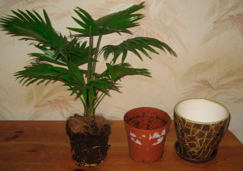 Советы профессионалов по выращиванию комнатной пальмы