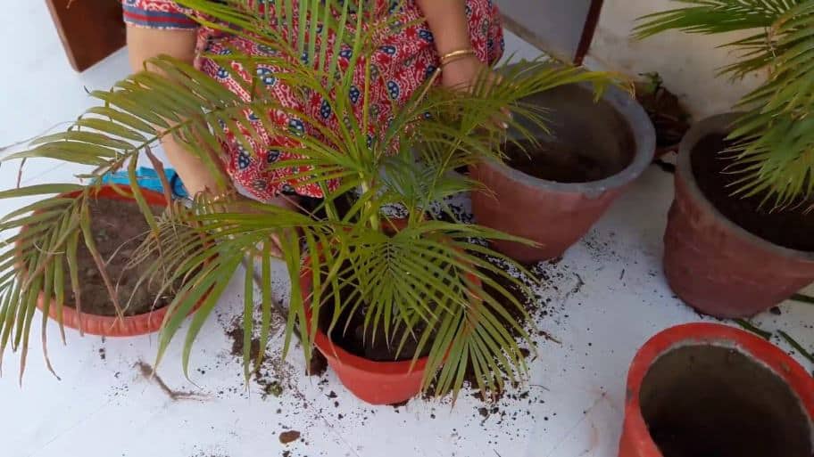 Советы профессионалов по выращиванию комнатной пальмы