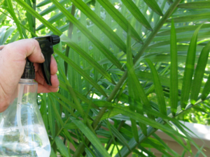 Правильный уход за пальмой. Когда лучше пересадить южное растение и как это сделать?