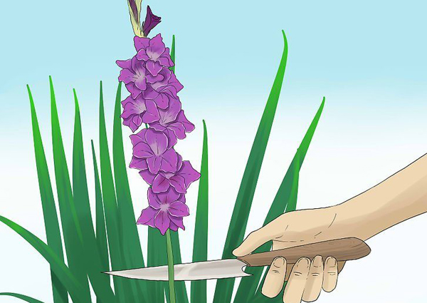 Как правильно срезать цветы