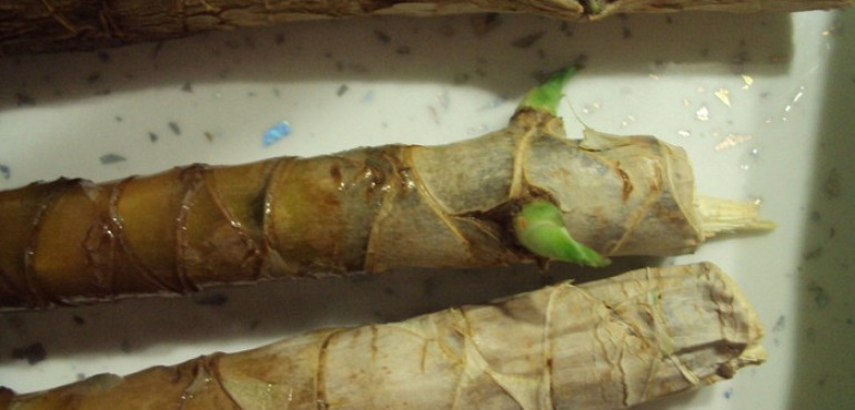 Размножение драцены в домашних условиях: как размножить растение черенками и отростками, рассадка и укоренение