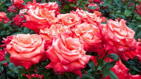 Кустовые розы (50 фото): белые, красные, розовые, двуцветные, мелкоцветковые сорта, опоры для кустов, правила ухода, заболевания, выращивание, размножение, обрезка, в декоре сада