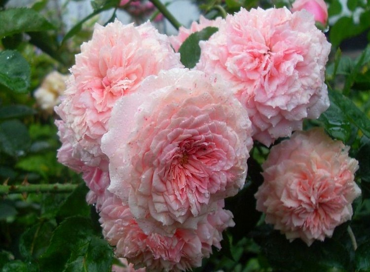 Уильям Кристи - многолетние кустовые розы для сада: фото и название