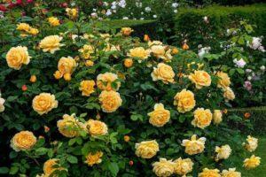 Описание сортов плетистых роз для выращивания в Сибири, уход и методы размножения
