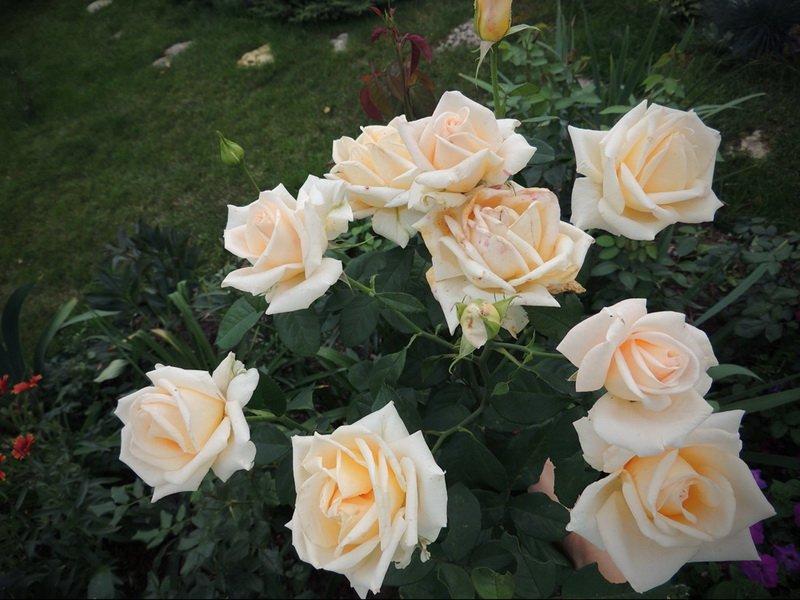 кустовые розы Версилия