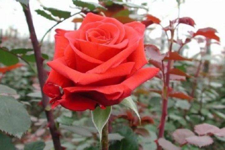 Нина Вейбул роза, описание, характеристики, отзывы и уход
