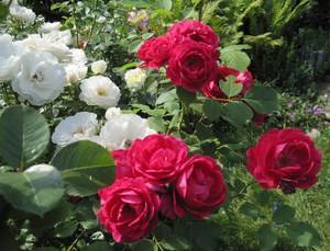 О розе Нина Вейбул (Nina Weibull): описание и характеристики, уход и выращивание