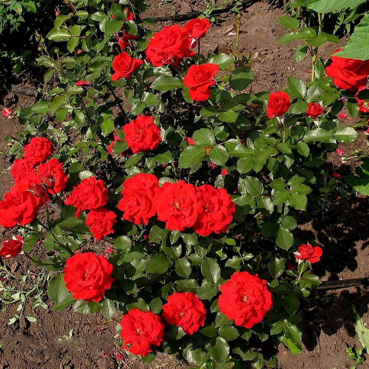 Роза флорибунда нина вейбул: фото и описание, посадка и уход