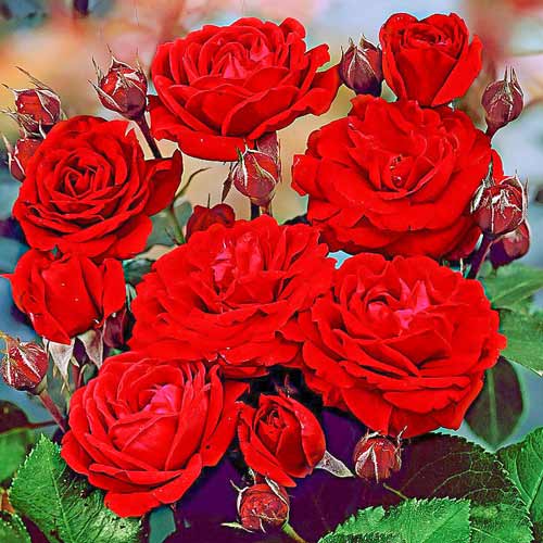 Роза «нина вейбул» (27 фото): описание и размножение сорта «нина вейбул», отзывы