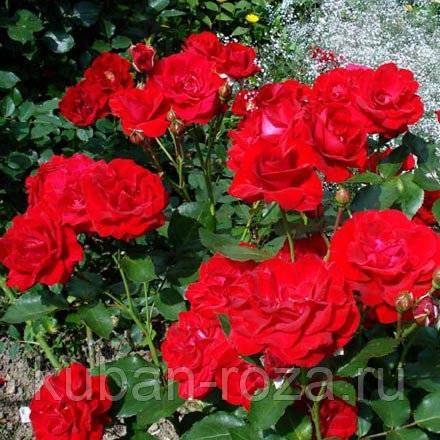 Описание многолетней розы сорта нина вейбул: выращивание кустарника, как посадить