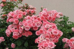 Описание и правила выращивания розы флорибунды сорта Кимоно