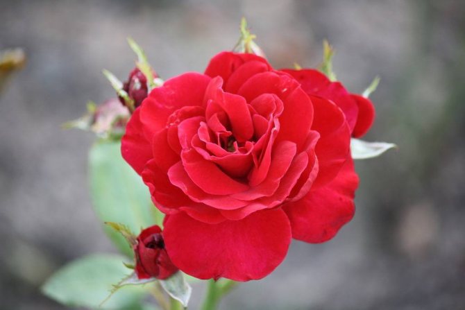 Нина Вейбул роза, описание, характеристики, отзывы и уход
