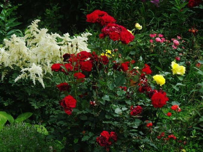 Характеристики розы нина вейбул