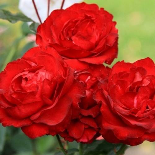 Роза флорибунда нина вейбул: характеристика сорта, технология посадки и ухода