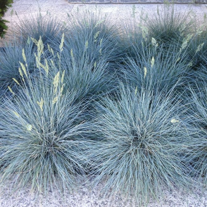 О траве овсяница сизая: как выглядит, полезные свойства, посадка и уход