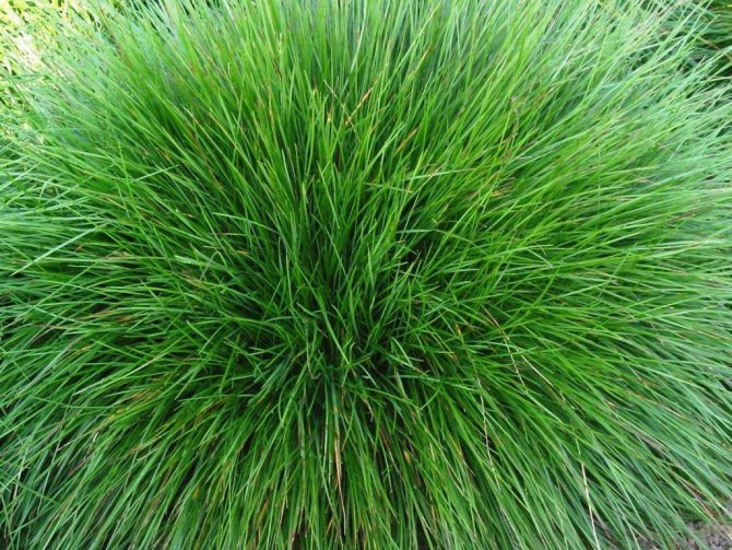 О траве овсяница сизая: как выглядит, полезные свойства, посадка и уход