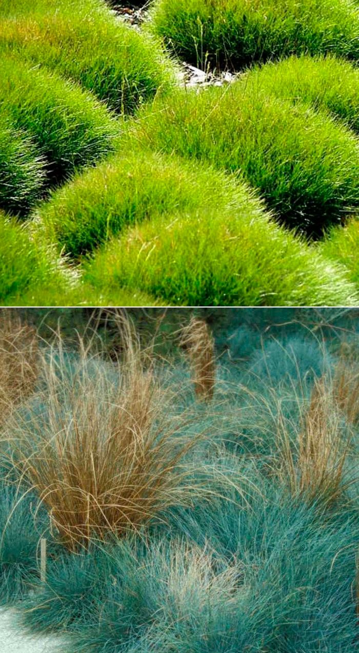разновидности травы