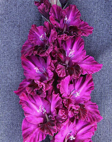 фиолетовые гладиолусы