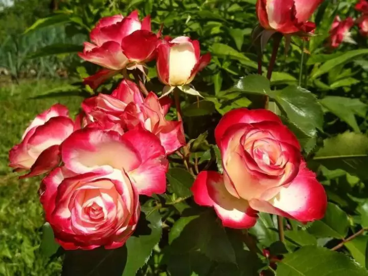 Роза флорибунда (60 фото) - виды, посадка и уход в открытом грунте