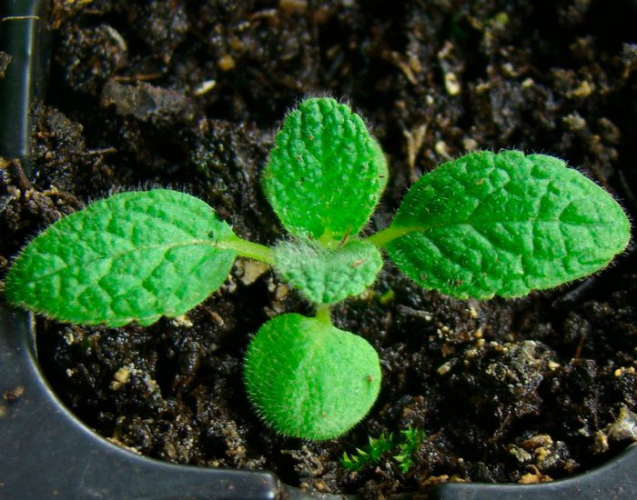 Чистец Шерстистый: особенности выращивания растения в саду