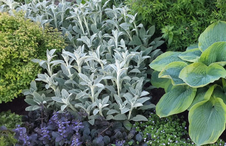 Чистец Шерстистый: особенности выращивания растения в саду