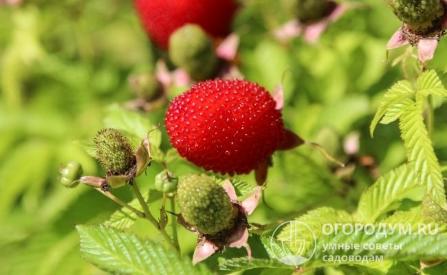 Растения имеют растянутый период плодоношения, при котором созревание ягод происходит на фоне продолжающейся закладки бутонов и цветения