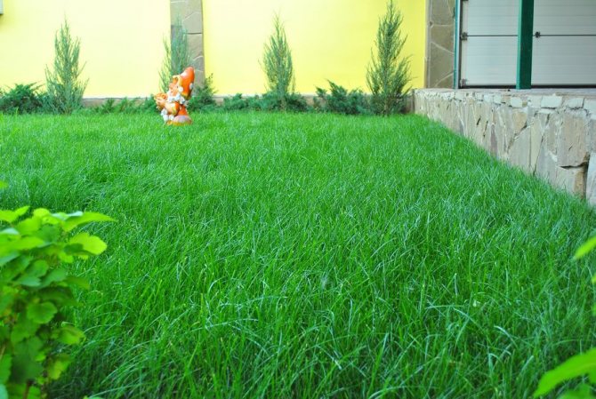 Газонная трава (райграсс): что это такое и как его применяют