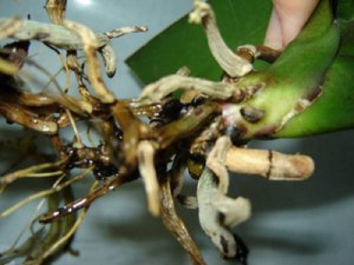 Все болезни орхидей и их лечение с фото