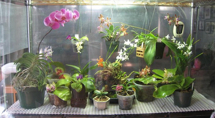 Все болезни орхидей и их лечение с фото