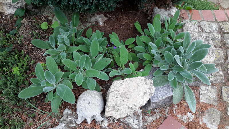 Чистец шерстистый: посадка и уход, как выглядит растение чистец византийский и как его вырастить у себя дома