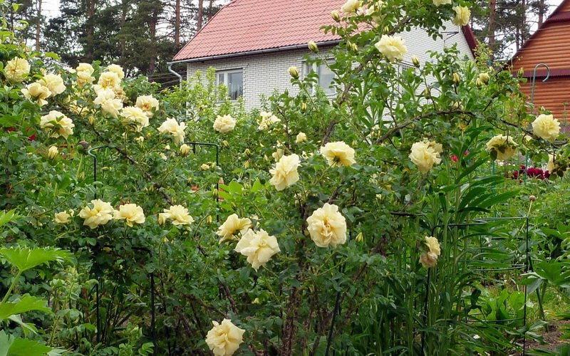 Какие есть лучшие виды и сорта парковых роз: фото и описание