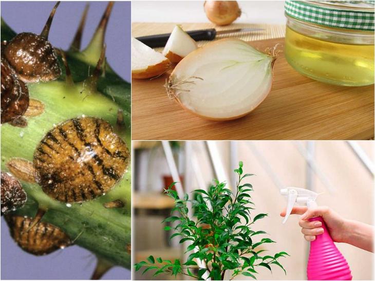 Щитовка на комнатных растениях: как бороться с насекомым
