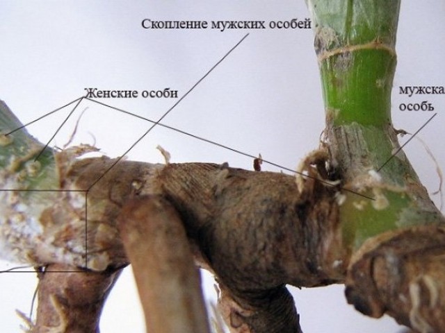 Щитовка на комнатных растениях: как бороться с насекомым