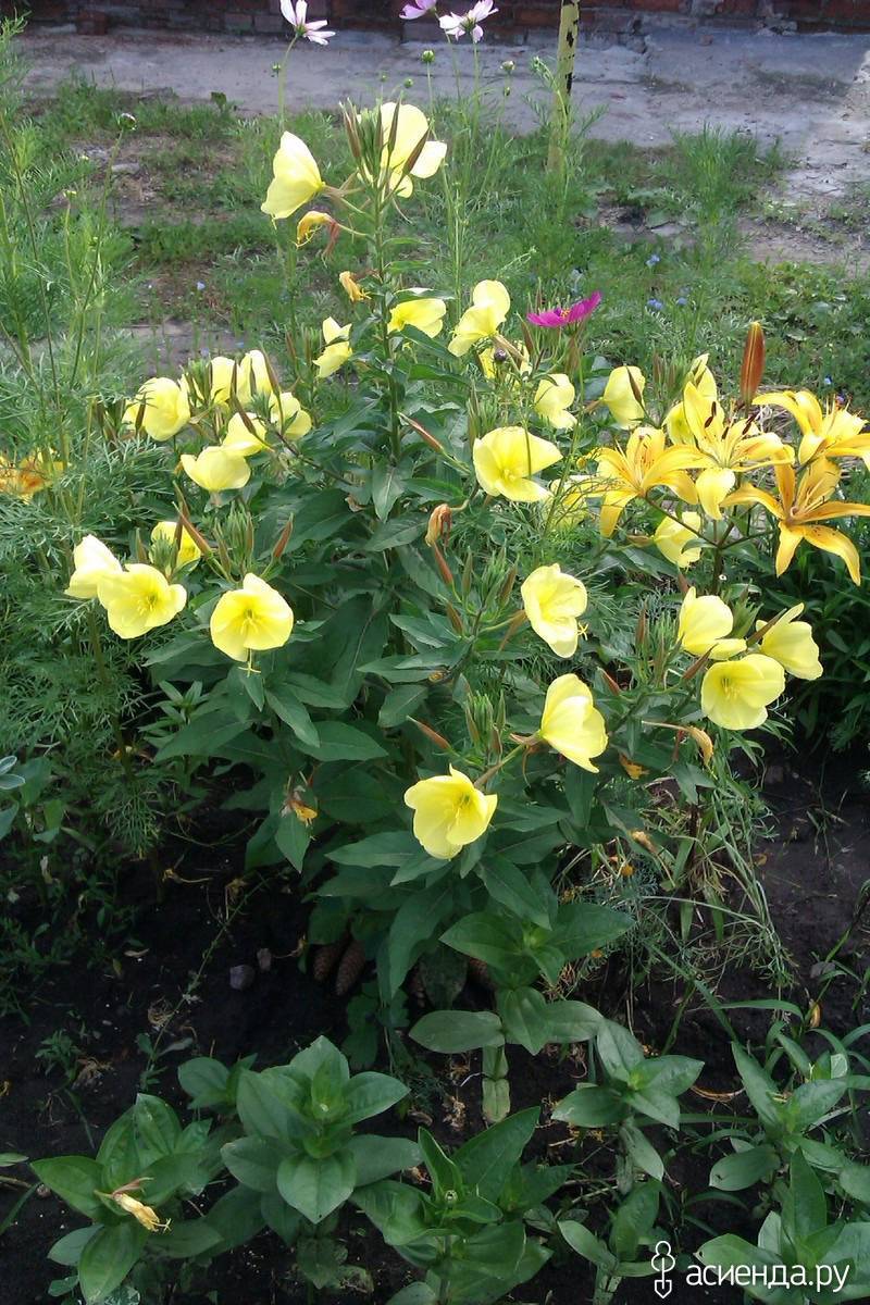 Садовый цветок Энотера: как вырастить и ухаживать за вечерней примулой