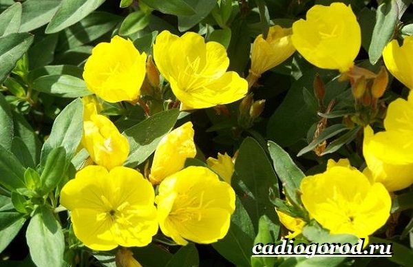 Энотера-цветок-Описание-особенности-виды-и-уход-за-энотерой-10