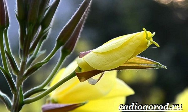Энотера-цветок-Описание-особенности-виды-и-уход-за-энотерой-21