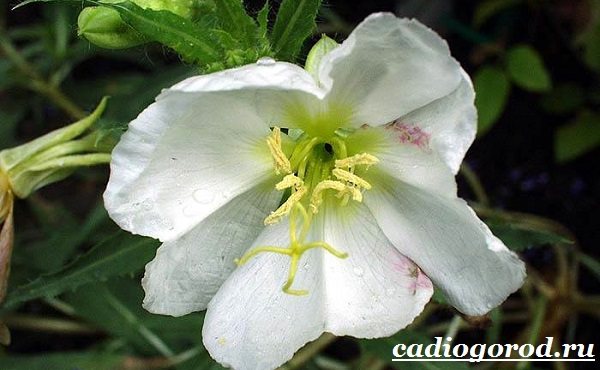 Энотера-цветок-Описание-особенности-виды-и-уход-за-энотерой-16